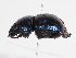  ( - ABOL-25-0640)  @11 [ ] Unspecified (default): All Rights Reserved (2025) Naturhistorisches Museum Wien Unspecified