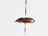  ( - ABOL-25-0610)  @11 [ ] CC-BY (2025) Naturhistorisches Museum Wien Unspecified