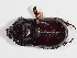  (Oryctes grypus - ABOL-25-0470)  @11 [ ] CC-BY (2025) Naturhistorisches Museum Wien Unspecified