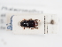  (Phalacronothus citellorum - ABOL-25-0574)  @11 [ ] CC-BY (2025) Naturhistorisches Museum Wien Unspecified