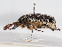  ( - ABOL-25-0463)  @11 [ ] CC-BY (2025) Naturhistorisches Museum Wien Unspecified