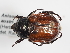  (Anisoplia austriaca - ABOL-25-0541)  @11 [ ] CC-BY (2025) Naturhistorisches Museum Wien Unspecified