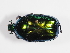  ( - ABOL-25-0600)  @11 [ ] Unspecified (default): All Rights Reserved (2025) Naturhistorisches Museum Wien Unspecified