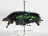  ( - ABOL-25-0600)  @11 [ ] Unspecified (default): All Rights Reserved (2025) Naturhistorisches Museum Wien Unspecified