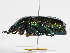  ( - ABOL-25-0655)  @11 [ ] Unspecified (default): All Rights Reserved (2025) Naturhistorisches Museum Wien Unspecified