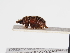  ( - ABOL-25-0657)  @11 [ ] Unspecified (default): All Rights Reserved (2025) Naturhistorisches Museum Wien Unspecified