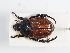  (Anisoplia lata - ABOL-25-0599)  @11 [ ] CC-BY (2025) Naturhistorisches Museum Wien Unspecified