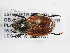  (Chaetopteroplia segetum straminea - ABOL-25-0644)  @11 [ ] Unspecified (default): All Rights Reserved (2025) Naturhistorisches Museum Wien Unspecified