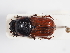  ( - ABOL-25-0617)  @11 [ ] CC-BY (2025) Naturhistorisches Museum Wien Unspecified