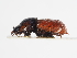  ( - ABOL-25-0617)  @11 [ ] CC-BY (2025) Naturhistorisches Museum Wien Unspecified
