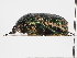  ( - ABOL-24-1805)  @11 [ ] Unspecified (default): All Rights Reserved (2024) Naturhistorisches Museum Wien Naturhistorisches Museum Wien