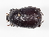  ( - ABOL-24-1802)  @11 [ ] Unspecified (default): All Rights Reserved (2024) Naturhistorisches Museum Wien Naturhistorisches Museum Wien