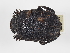  ( - ABOL-24-1815)  @11 [ ] Unspecified (default): All Rights Reserved (2024) Naturhistorisches Museum Wien Naturhistorisches Museum Wien