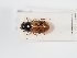  ( - ABOL-24-1799)  @11 [ ] Unspecified (default): All Rights Reserved (2024) Naturhistorisches Museum Wien Naturhistorisches Museum Wien