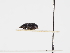 ( - ABOL-24-1772)  @11 [ ] Unspecified (default): All Rights Reserved (2024) Naturhistorisches Museum Wien Naturhistorisches Museum Wien