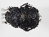  ( - ABOL-24-1817)  @11 [ ] Unspecified (default): All Rights Reserved (2024) Naturhistorisches Museum Wien Naturhistorisches Museum Wien
