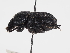  ( - ABOL-24-1817)  @11 [ ] Unspecified (default): All Rights Reserved (2024) Naturhistorisches Museum Wien Naturhistorisches Museum Wien