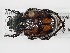  ( - ABOL-24-1808)  @11 [ ] Unspecified (default): All Rights Reserved (2024) Naturhistorisches Museum Wien Naturhistorisches Museum Wien