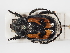  ( - ABOL-24-1809)  @11 [ ] Unspecified (default): All Rights Reserved (2024) Naturhistorisches Museum Wien Naturhistorisches Museum Wien