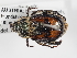  ( - ABOL-24-1807)  @11 [ ] Unspecified (default): All Rights Reserved (2024) Naturhistorisches Museum Wien Naturhistorisches Museum Wien