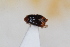  (Ochina latreillii - ABOL-24-0968)  @11 [ ] Unspecified (default): All Rights Reserved (2024) Sebastian Ploner Unspecified