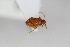  ( - ABOL-24-0979)  @11 [ ] Unspecified (default): All Rights Reserved (2024) Sebastian Ploner Unspecified