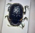  (Chrysolina kuesteri - RDRB24_128)  @11 [ ] Unspecified (default): All Rights Reserved (2024) Dominik Rabl Unspecified