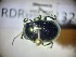  (Chrysolina chalcites - RDRB24_132)  @11 [ ] Unspecified (default): All Rights Reserved (2024) Dominik Rabl Unspecified