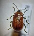  (Oreina melancholica - RDRB24_149)  @11 [ ] Unspecified (default): All Rights Reserved (2024) Dominik Rabl Unspecified