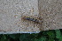  ( - ABOL-BioBlitz 2022 21-1037)  @11 [ ] CC-BY-SA (2023) Ploner private
