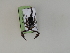  (Alpiscorpius alpha - TLMF I.VAR. 00179)  @11 [ ] CreativeCommons - Attribution Non-Commercial Share-Alike (2021) Peter Huemer Tiroler Landesmuseum