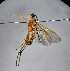  (Aleiodes praetor - ABOL-BioBlitzUF21_4001)  @11 [ ] CC BY SA (2023) Rabl private