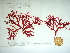  (Callophyllis corollata - Nightingale 2010 037)  @11 [ ] Unspecified (default): All Rights Reserved  Unspecified Unspecified