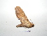  ( - BC-TDMPEG0257)  @12 [ ] Copyright (2010) Unspecified Research Collection of Thibaud Decaens