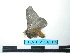 ( - BC-TDMPEG0132)  @12 [ ] Copyright (2010) Unspecified Research Collection of Thibaud Decaens