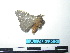  ( - BC-TDMPEG0134)  @12 [ ] Copyright (2010) Unspecified Research Collection of Thibaud Decaens