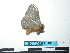  ( - BC-TDMPEG0139)  @12 [ ] Copyright (2010) Unspecified Research Collection of Thibaud Decaens