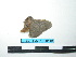  ( - BC-TDMPEG0143)  @12 [ ] Copyright (2010) Unspecified Research Collection of Thibaud Decaens