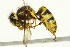  ( - TDWG-0146)  @14 [ ] CreativeCommons - Attribution (2010) CBG Photography Group Centre for Biodiversity Genomics
