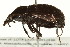  ( - TDWG-0182)  @13 [ ] CreativeCommons - Attribution (2010) CBG Photography Group Centre for Biodiversity Genomics