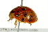  ( - TDWG-0191)  @13 [ ] CreativeCommons - Attribution (2010) CBG Photography Group Centre for Biodiversity Genomics