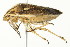  (Trichopepla semivittata - TDWG-0410)  @13 [ ] CreativeCommons - Attribution (2010) CBG Photography Group Centre for Biodiversity Genomics