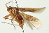  ( - TDWG-0427)  @12 [ ] CreativeCommons - Attribution (2010) CBG Photography Group Centre for Biodiversity Genomics