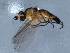  ( - TDWG-0703)  @13 [ ] CreativeCommons - Attribution (2010) CBG Photography Group Centre for Biodiversity Genomics