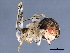  ( - TDWG-0866)  @12 [ ] CreativeCommons - Attribution (2010) CBG Photography Group Centre for Biodiversity Genomics