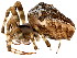  ( - TDWG-0965)  @13 [ ] CreativeCommons - Attribution (2010) CBG Photography Group Centre for Biodiversity Genomics