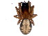  ( - TDWG-0971)  @13 [ ] CreativeCommons - Attribution (2010) CBG Photography Group Centre for Biodiversity Genomics