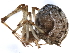  ( - TDWG-1008)  @12 [ ] CreativeCommons - Attribution (2010) CBG Photography Group Centre for Biodiversity Genomics