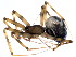  (Lepthyphantes leprosus - TDWG-1009)  @14 [ ] CreativeCommons - Attribution (2010) CBG Photography Group Centre for Biodiversity Genomics