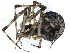 (Parasteatoda tepidariorum - TDWG-1019)  @15 [ ] CreativeCommons - Attribution (2010) CBG Photography Group Centre for Biodiversity Genomics